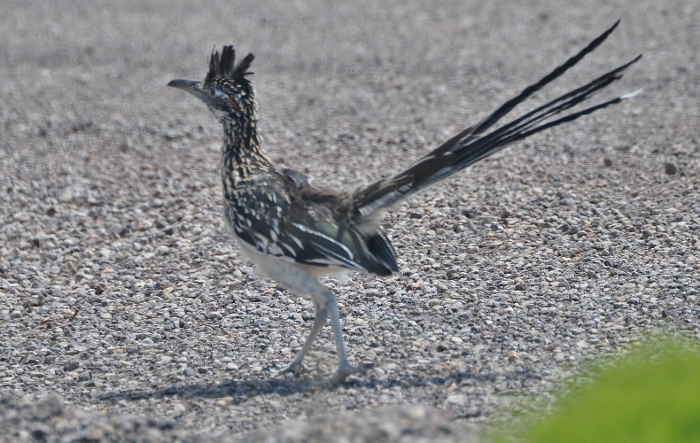 roadrunner